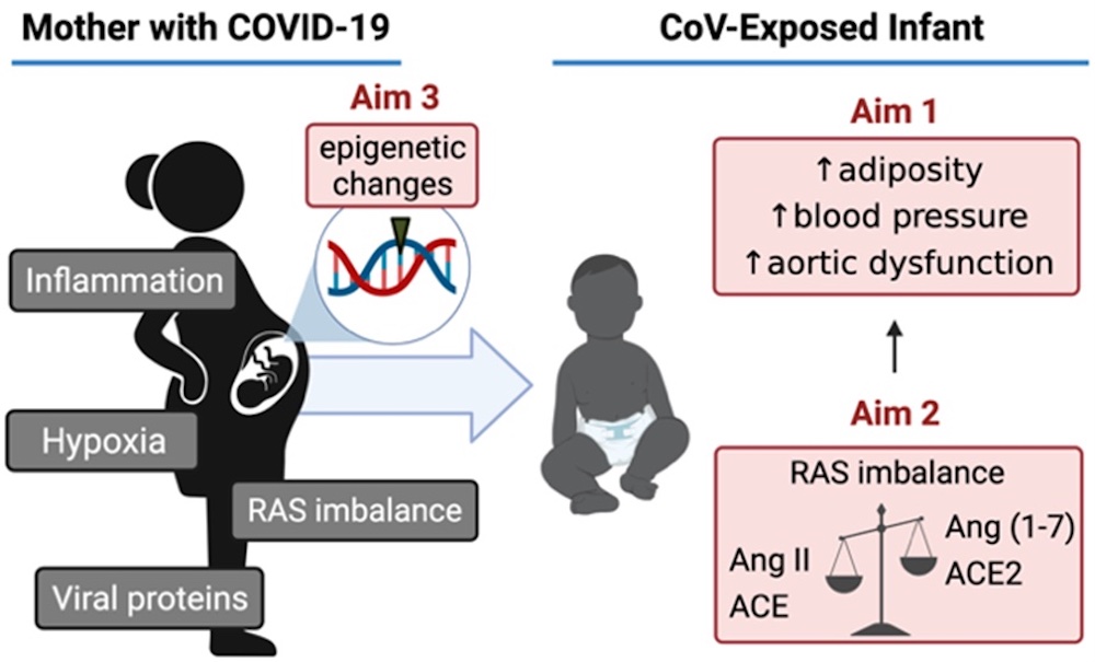 In Utero Exposure to SARS-CoV-2 and Cardiovascular and Metabolic Endpoints in Early Life (PROSPER)